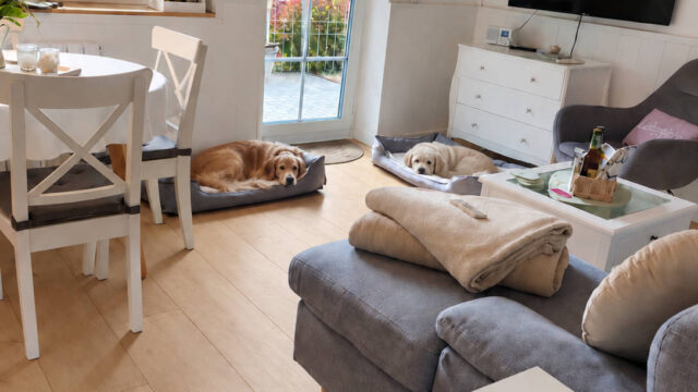 09_Wohnzimmer_mit_Hunden