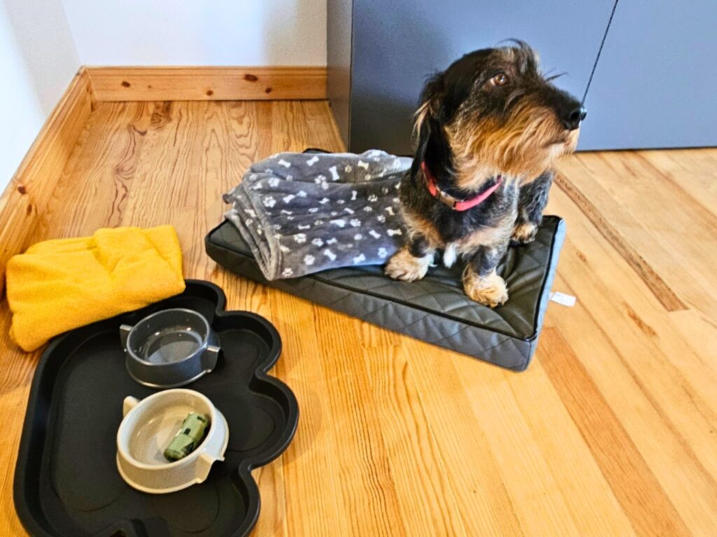bostalsee-ferienwohnung-schwarzhof-hanfdell-hundeausstattung-alfred