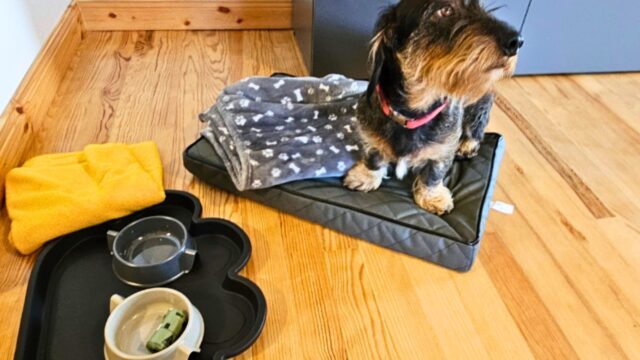 bostalsee-ferienwohnung-schwarzhof-hanfdell-hundeausstattung-alfred