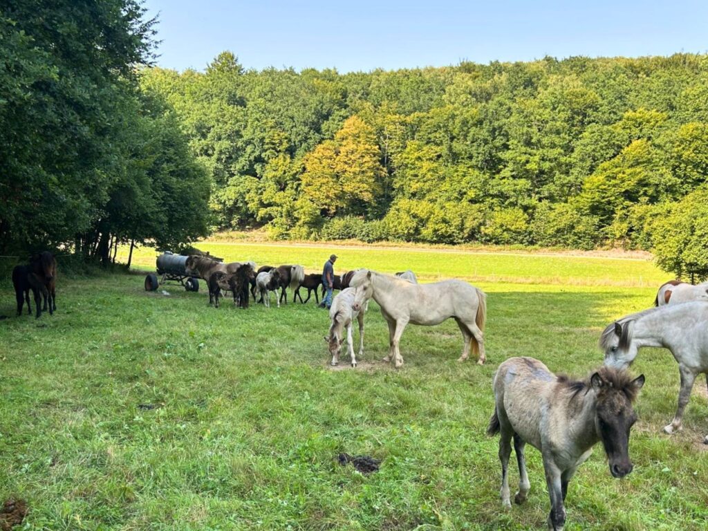 bostalsee-ferienwohnung-schwarzhof-pferdeweide-umgebung-gestuet-nahetal