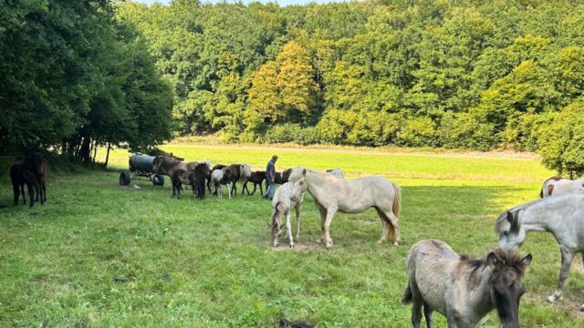 bostalsee-ferienwohnung-schwarzhof-pferdeweide-umgebung-gestuet-nahetal